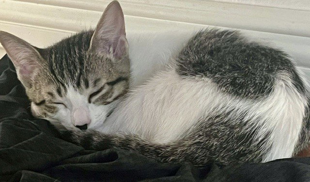 Kitten Popplio, photo 2
