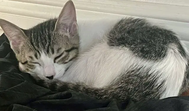 Kitten Popplio image 2
