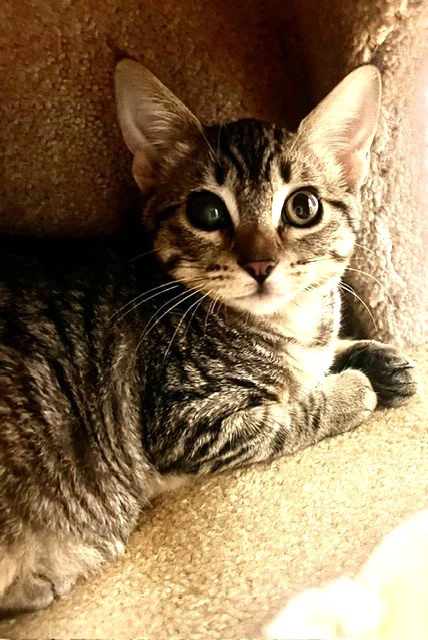Kitten Elody