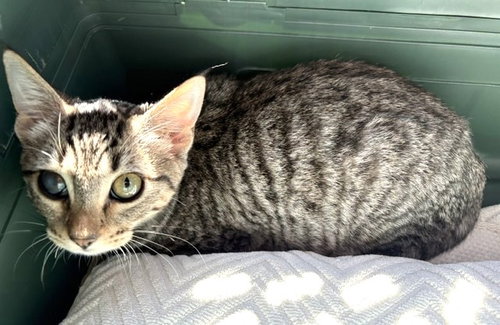 Kitten Elody, photo 2