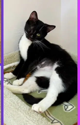 Henna - Domestic Short Hair