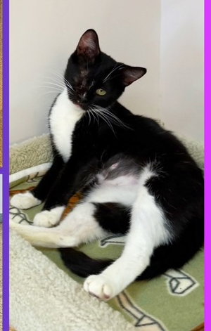 Henna, an adult female cat up for adoption