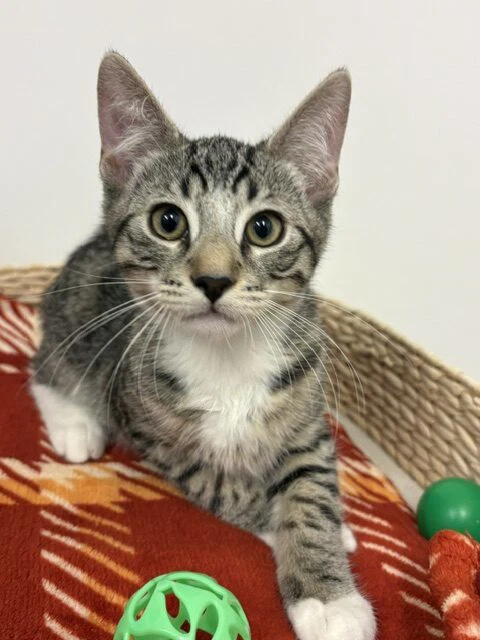 Kitten Kahlua