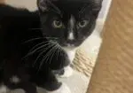 Kitten Kimchi - Domestic Short Hair