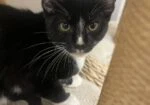 Kitten Kimchi