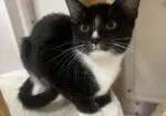 Kitten Kimchi image 2