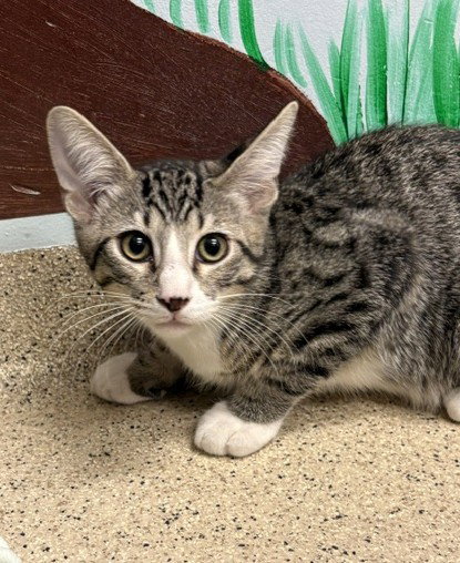 Kitten Kelp