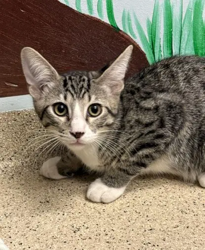 Kitten Kelp - Domestic Short Hair