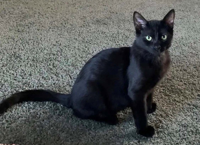Kitten Latte, a male kitten up for adoption
