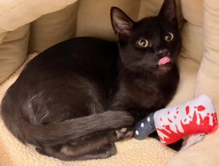 Kitten Latte, photo 2