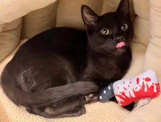 Kitten Latte image 2