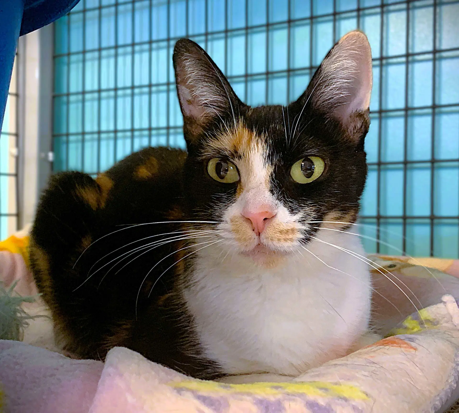 Bella - Domestic Short Hair