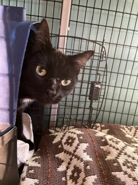 Taylor - Domestic Short Hair