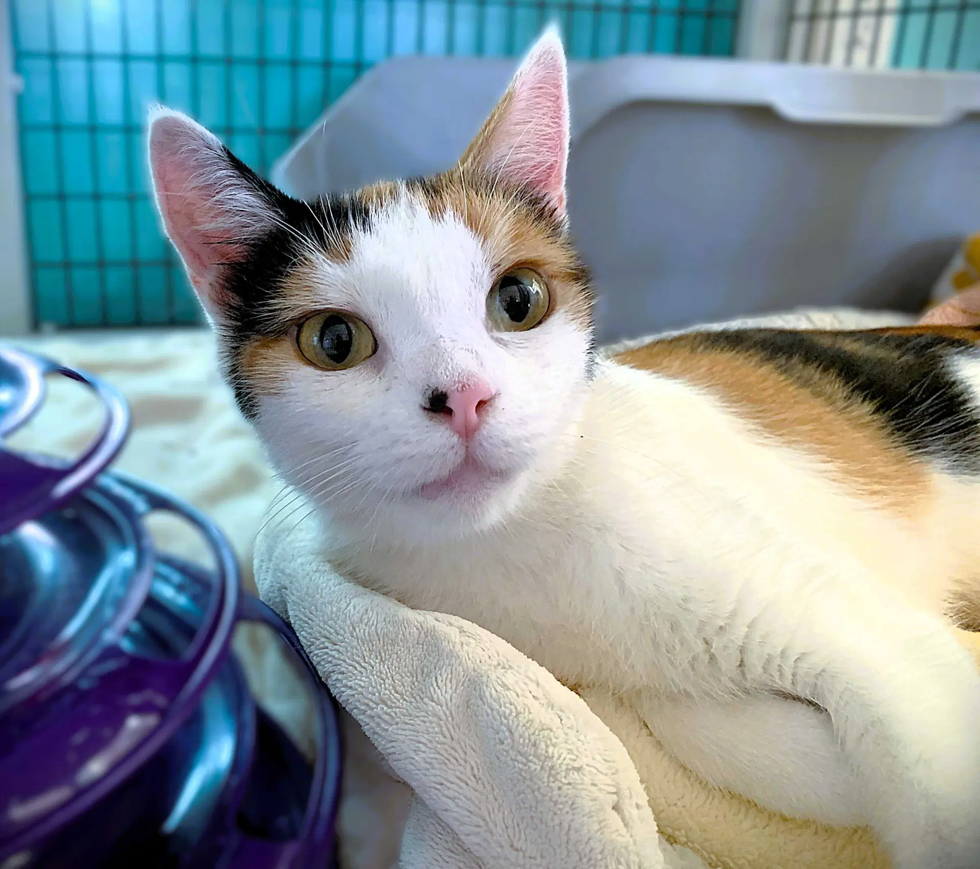 Mitzi - Domestic Short Hair