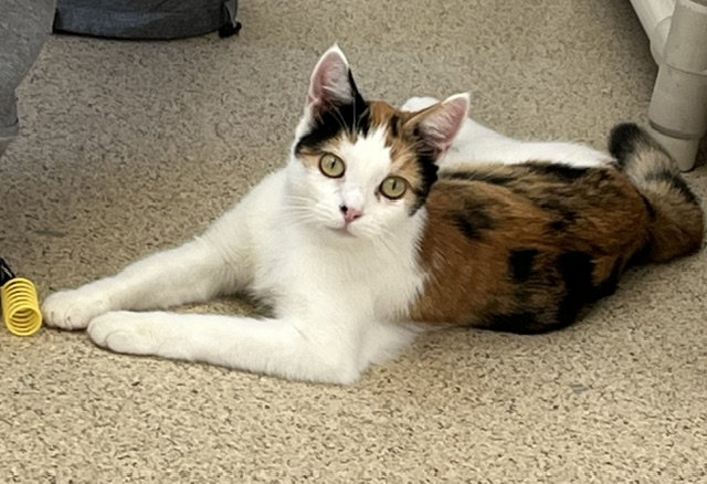Mitzi, photo 2