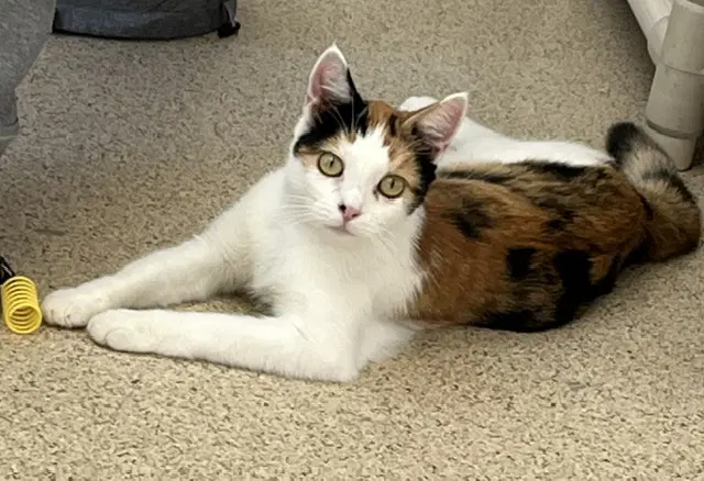 Mitzi image 2