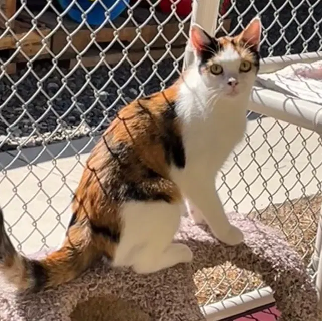 Mitzi image 3
