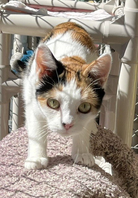Mitzi, photo 4