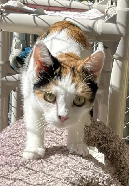 Mitzi image 4