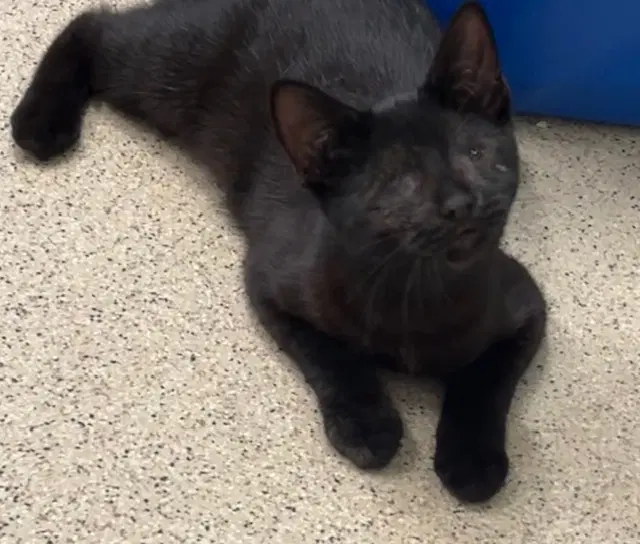 Kitten Calypso - Domestic Short Hair