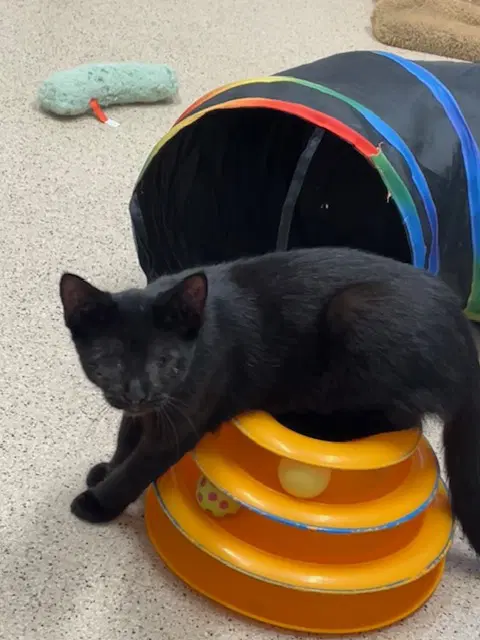 Kitten Calypso image 2