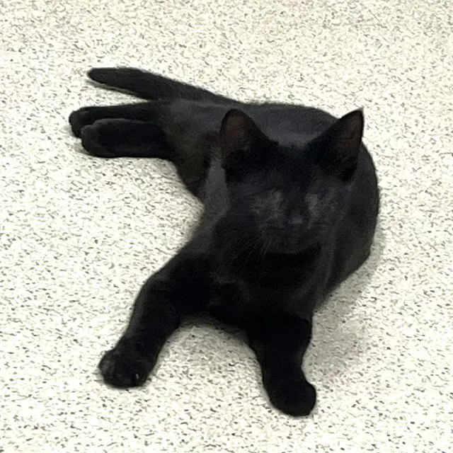 Kitten Calypso image 3