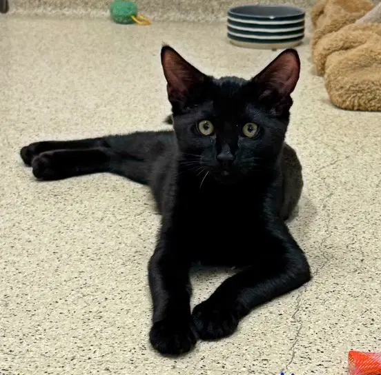 Kitten Fibonacci - Domestic Short Hair