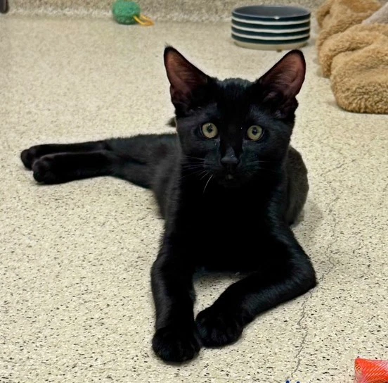 Kitten Fibonacci