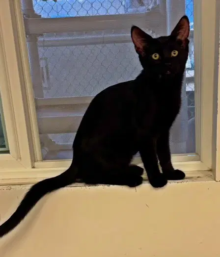 Kitten Fibonacci image 2