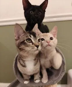 Kitten Felix image 3
