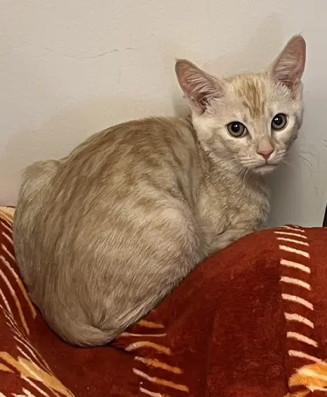 Kitten Felix image 1