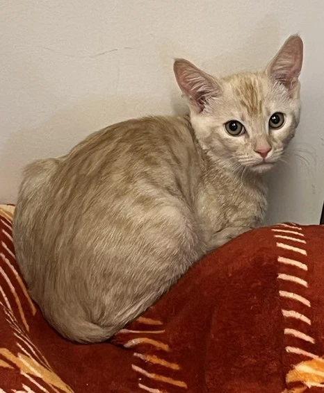 Kitten Felix