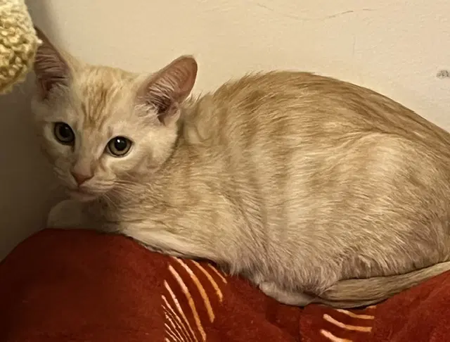 Kitten Felix image 2