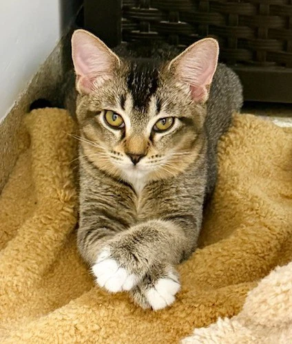 Kitten Helen