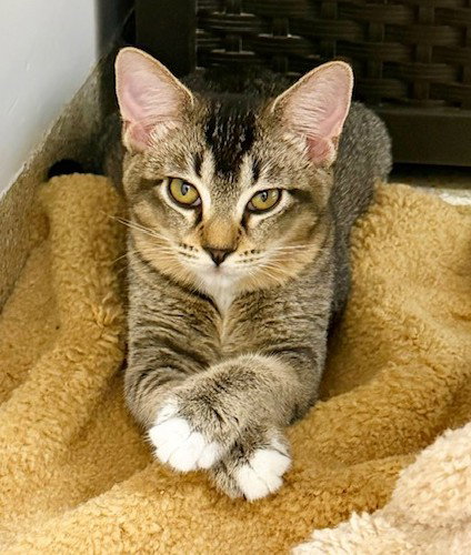 Kitten Helen, Domestic Short Hair / Mixed (short coat)
