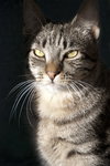 Cisco - Photo 4