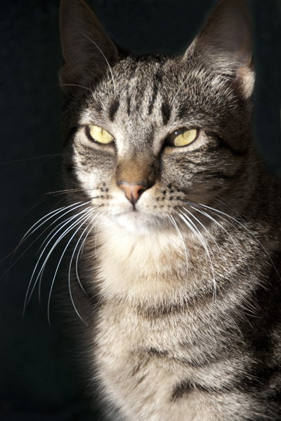 Photo 4 of Cisco