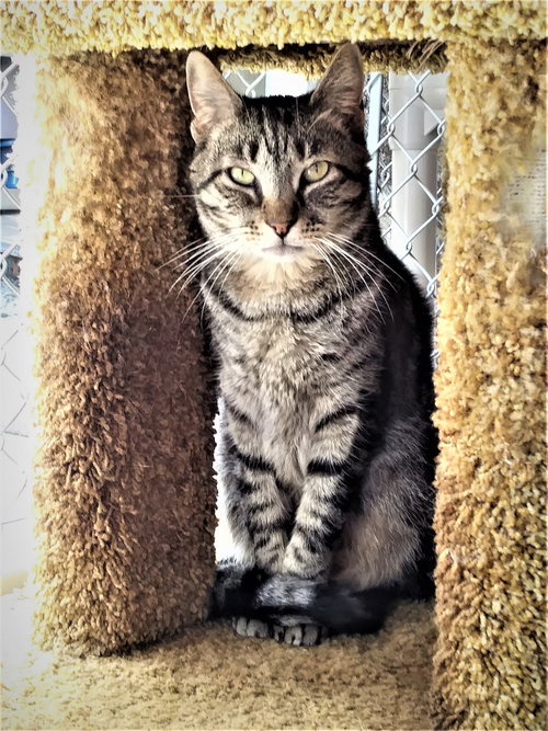 CISCO - Domestic Short Hair / Tabby available for adoption