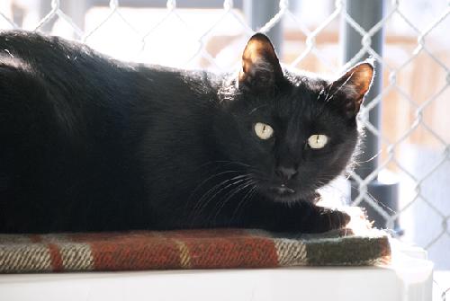 LAMBCHOP - Domestic Short Hair available for adoption