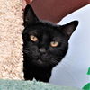 adoptable Cat in Seal Beach, CA named Lambchop