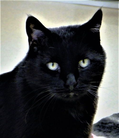 picture of the cat needing adoption