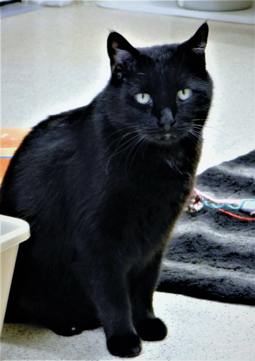 LOUIE - Domestic Short Hair available for adoption