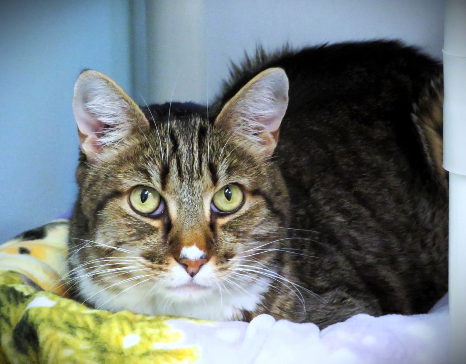 adoptable Cat in Seal Beach, CA named Gretzky