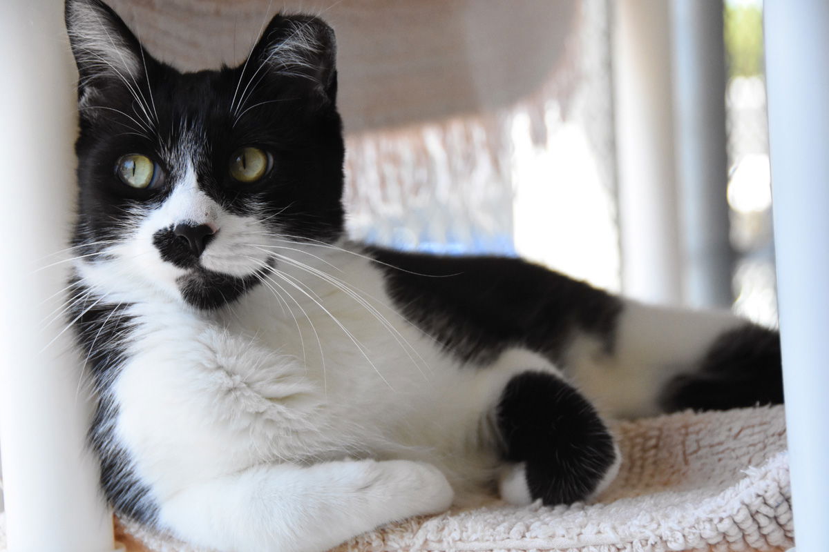 adoptable Cat in Seal Beach, CA named Indiana