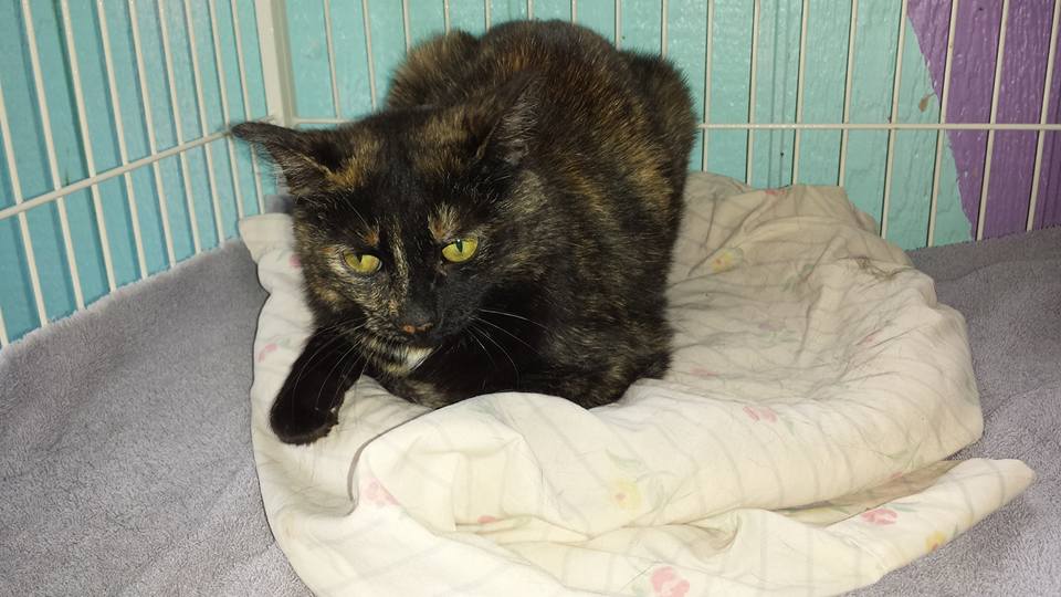 adoptable Cat in Watseka, IL named Maggie