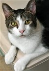 adoptable Cat in , IL named LB