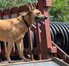 adoptable Dog in Watseka, IL named Alice