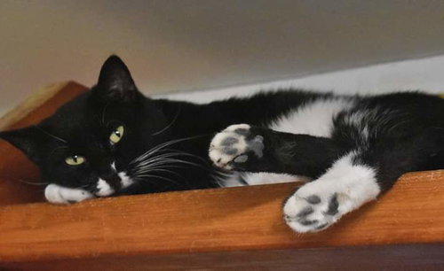 ARTURO - Domestic Short Hair / Tuxedo available for adoption