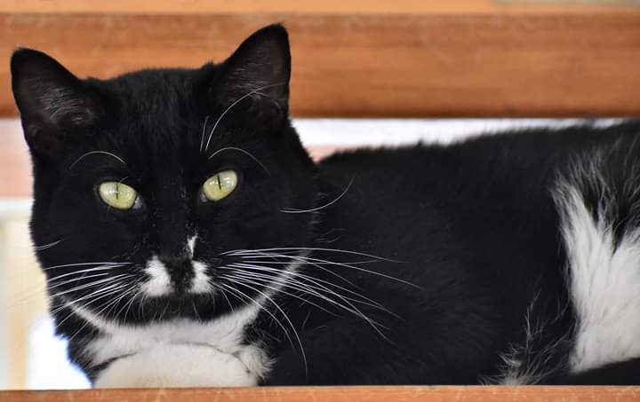 adoptable Cat in Watseka, IL named Arturo