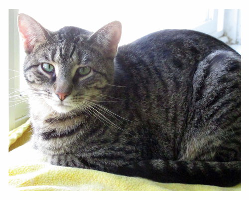 JOHNNY ROCKET - Domestic Short Hair available for adoption